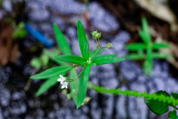 green grass with flowers top view