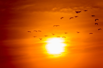 Fototapeta na wymiar Herons flying towards the sun