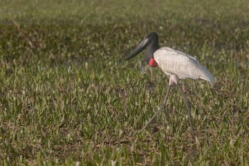 Jabiru mycteria — Tuiuiú