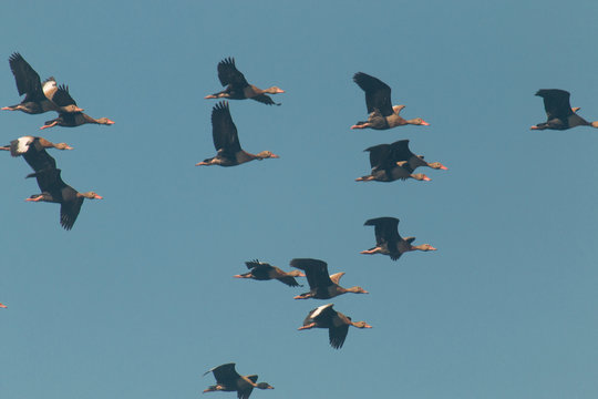 Wild ducks flying in the Pantanal in Brazil
