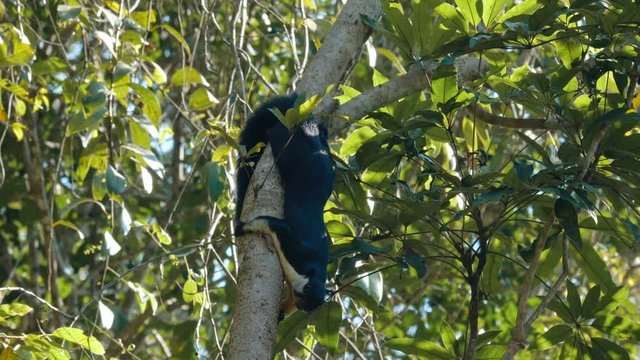 Black giant squirrel hanging down a tree and looking around in Khao Yai national park, Thailand.