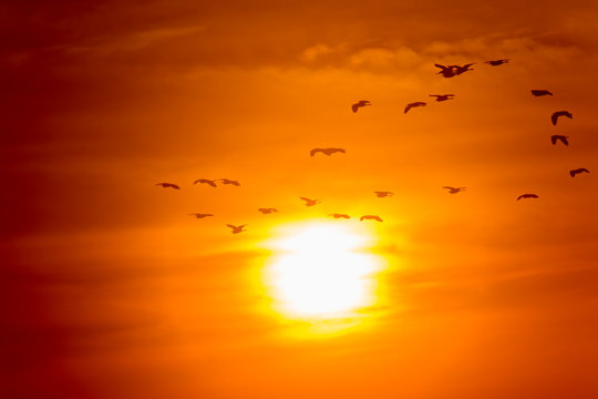 Herons flying towards the sun