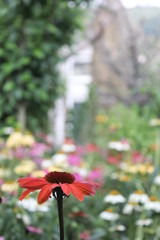 red flowers in garden