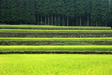 鹿児島-幸田の棚田 © EiichiSudo
