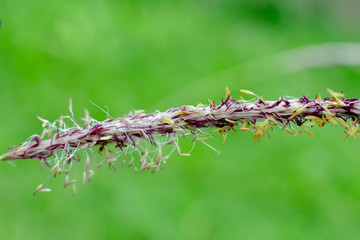 close up reed with green background