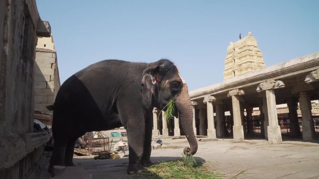 Slow motion close up on Religious, decorative, painted elephant eating grass in stone ruin Hampi temple, Karnakata.