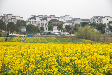 Nanjing yaxi international slow city canola pastoral scenery   agricultural