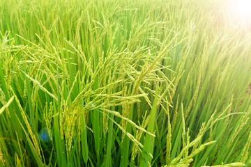 close up of ripening rice in a paddy field
