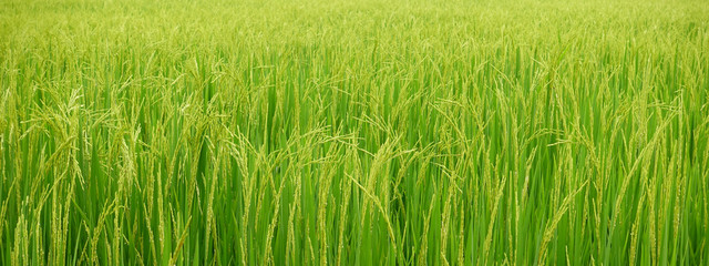 close up of ripening rice in a paddy field