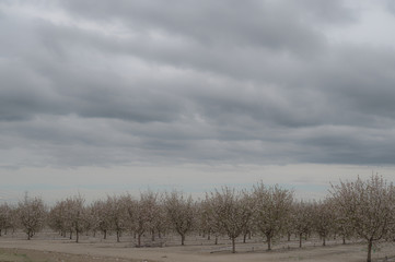 orchard with clouds