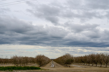 trees in orchard