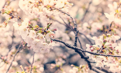 Selective focus of beautiful Sakura flowers or Cherry blossom in Japan