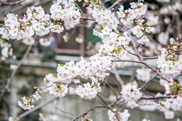 Selective focus  of sakura or cherry blossom over the Nakameguro canal , Tokyo, japan