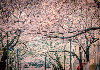 Japanese Sakura or cherry blossom blooming in public park