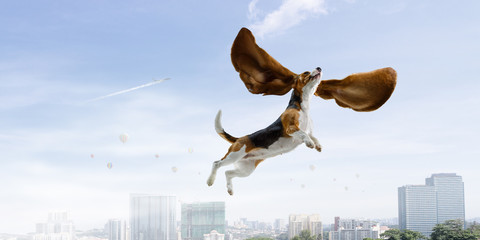 Dog fly in sky