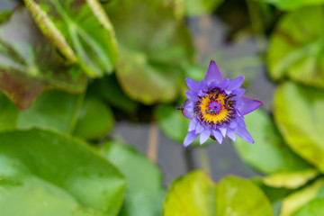 Bees Swarming on the Purple Lotus Flower. 