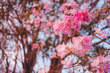 Pink Flowers on Blue Sky Background. Pink Trumpet Tree Blooming in the Winter Season.
