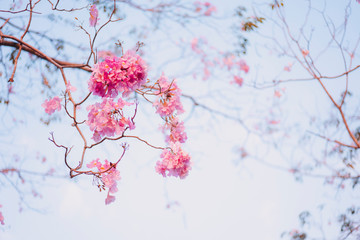 Pink Flowers on Blue Sky Background. Pink Trumpet Tree Blooming in the Winter Season.