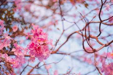 Pink Flowers on Blue Sky Background. Pink Trumpet Tree Blooming in the Winter Season.