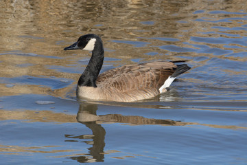 Canada goose swimming in lake with golden reflections in water from dry winter grass on shore