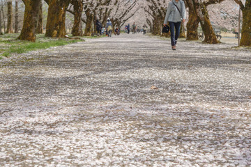 A beautiful cherry tree-lined avenue petal dancing. Photographed at Central Botanical Garden in Toyama Prefecture.  桜吹雪舞う美しい桜並木　富山県中央植物園で撮影