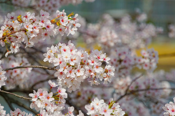 Close-up of cherry blossoms.  桜の花のクローズアップ