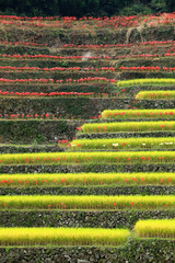 福岡-星野村