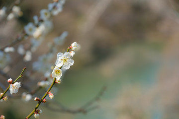【写真素材】梅の花　３月　春　奈良　月ヶ瀬