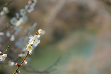【写真素材】梅の花　３月　春　奈良　月ヶ瀬