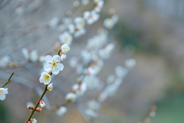 【写真素材】梅の花　３月　春　奈良　月ヶ瀬