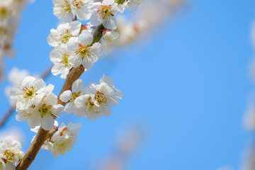 【写真素材】梅の花　青空　３月　春　コピースペース