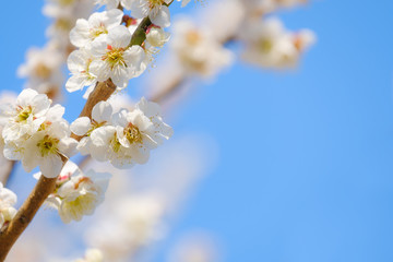 【写真素材】梅の花　青空　３月　春　コピースペース