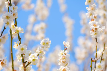 【写真素材】梅の花　青空　３月　春　コピースペース