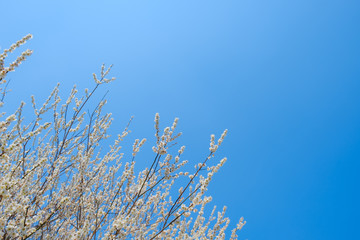 【写真素材】梅の花　青空　３月　春　コピースペース