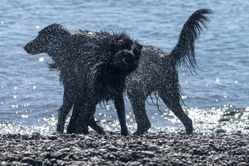 Dogs playing by the ocean