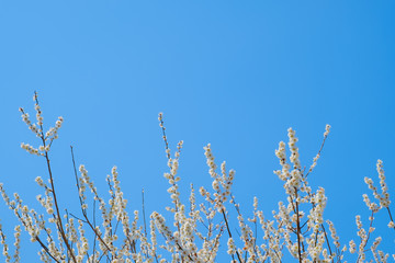 【写真素材】梅の花　青空　３月　春　コピースペース