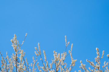 【写真素材】梅の花　青空　３月　春　コピースペース