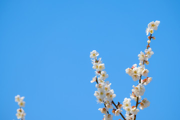 【写真素材】梅の花　青空　３月　春　コピースペース