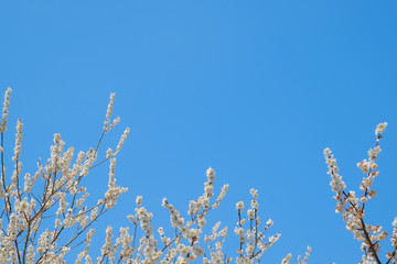 【写真素材】梅の花　青空　３月　春　コピースペース