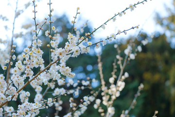 【写真素材】梅の花　３月　春　奈良　月ヶ瀬