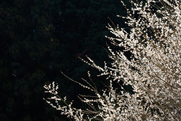 【写真素材】梅の花　３月　春　コピースペース　奈良　月ヶ瀬