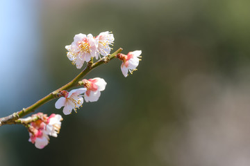 【写真素材】梅の花　３月　春　奈良　月ヶ瀬
