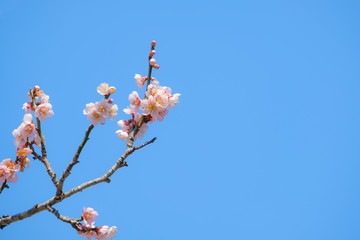 【写真素材】梅の花　青空　３月　春　コピースペース