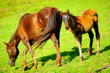 Fototapeta premium Horses, mom & son