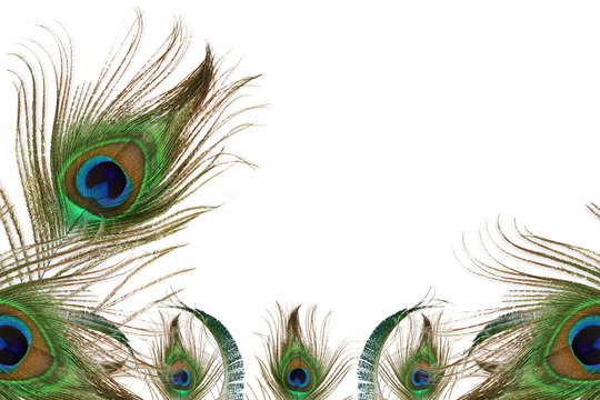 peacock feather in white background with text copy space