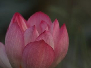 Lotus Pink Flower Petals wide petals with a pointed tip curved inward to the inside