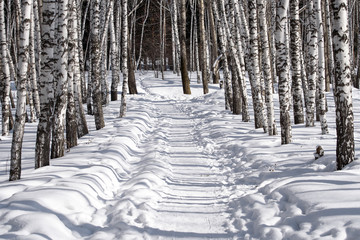 Early Spring Scene. Tranquil Landscape. Pathway and Snowdrifts in Birch Forest - 255871107