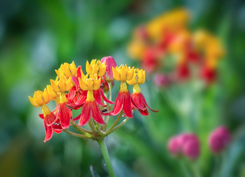 Hornet & Asclepias Curassavica