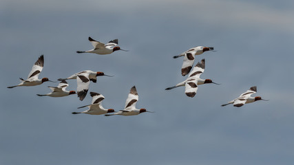 Flock of Red-necked Avocets (Recurvirostra novaehollandiae) flying above wetlands, NSW - native to Australia