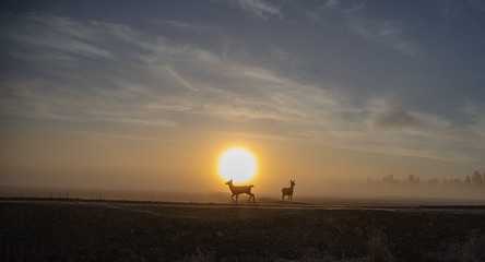 2 deer in the early winter morning